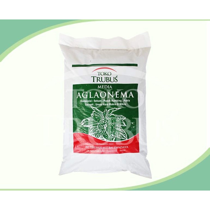 TRUBUS MEDIA TANAM AGLAONEMA