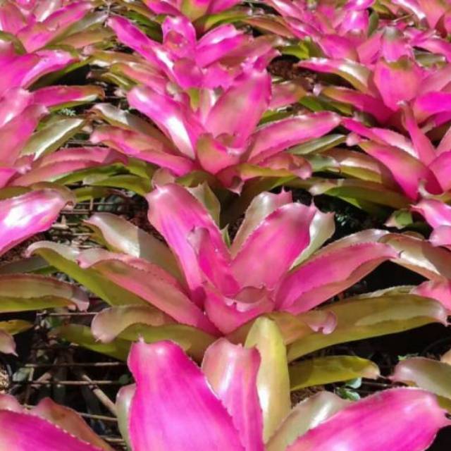 Tanaman hias bromelia baby pink - bromelia pink-bromelia taman kering