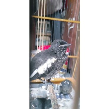 burung kacer hitam putih anak lolohan