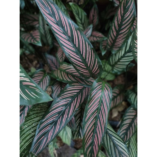 Calathea Ornata Pink Stripe