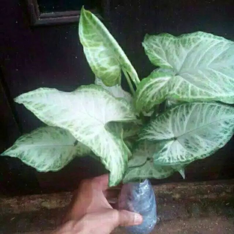 Tanaman hias syngonium white butterfly | KELADI TIKUS