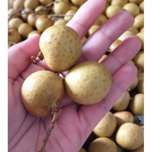 

KELENGKENG BANGKOK MERAH RASA MANIS BIJI KECIL