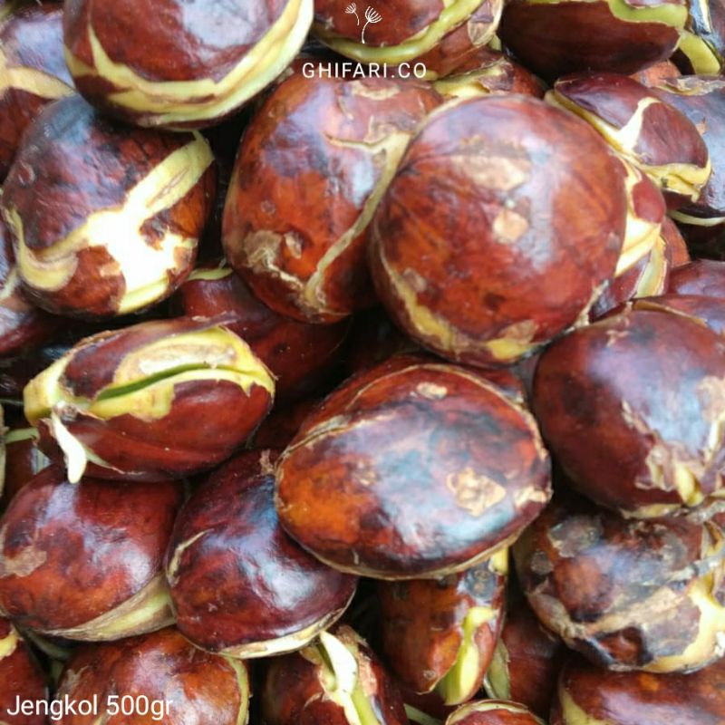 

Jengkol Tua SUPER TERMURAH