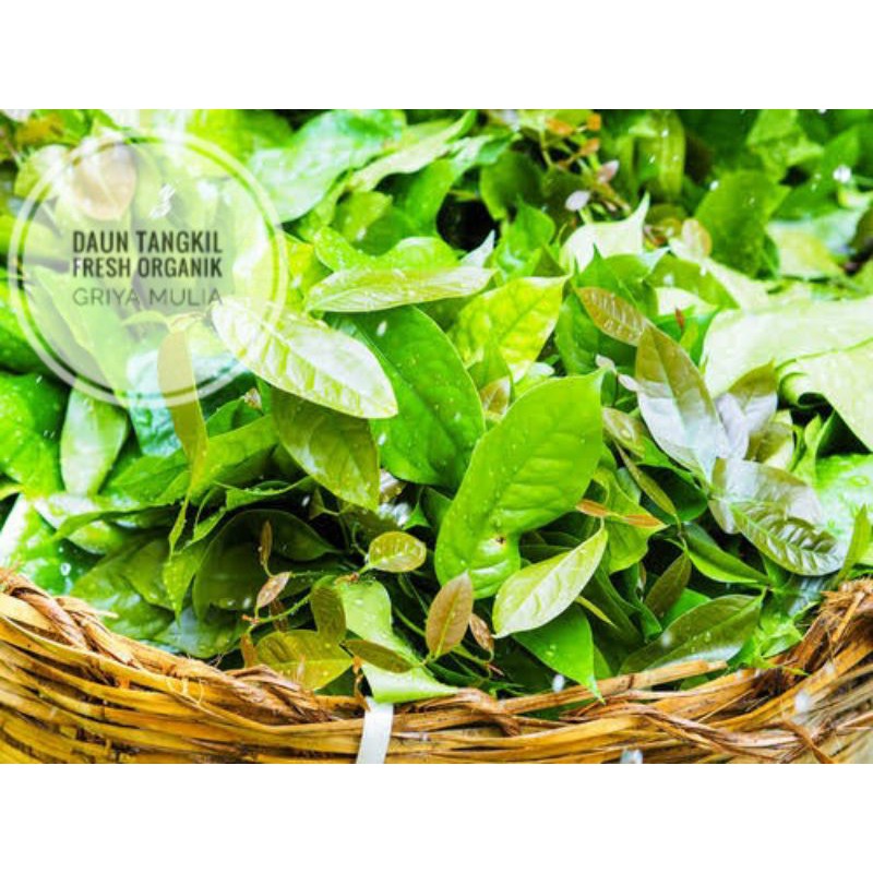 

Daun Tangkil muda segar organik / Daun Melinjo Muda segar organik / Daun so