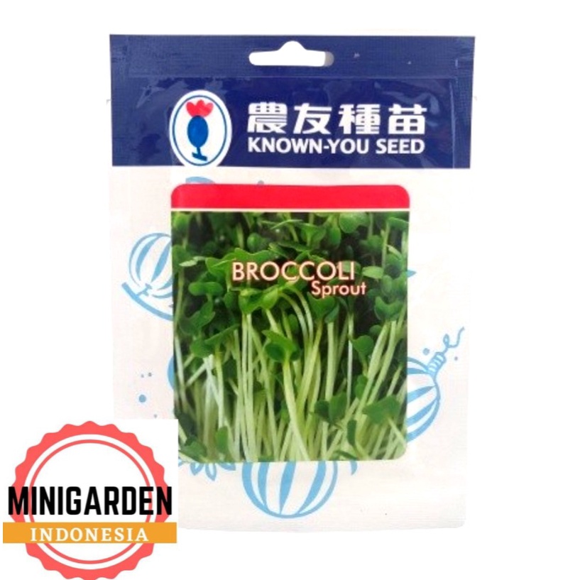 MICROGREENS BROCCOLI SPROUT 250 GRAM PACK BESAR benih biji bibit microgreen brokoli kecambah hibrida f1 known you seed