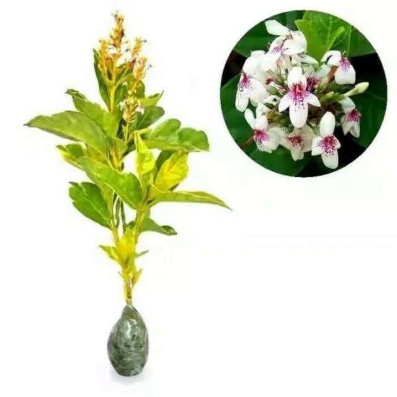 Tanaman Hias Bunga Melati Jepang - Pohon Melati Jepang Murah - Bunga Melati Jepang