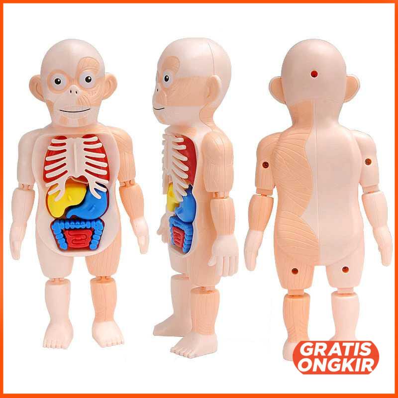 Mainan Anak Montessori Body Anatomy Children Toy DD232