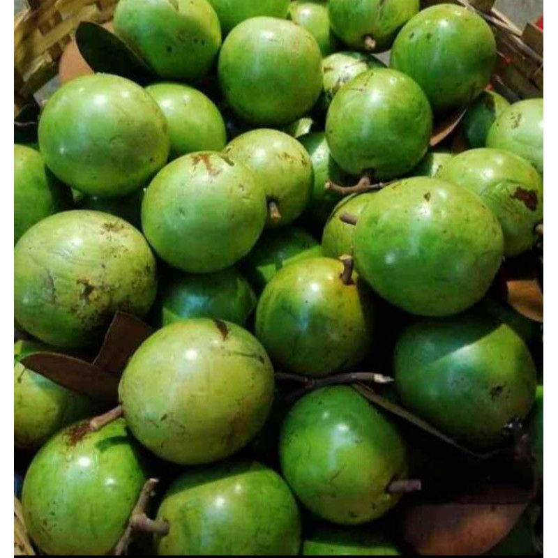 bibit kenitu hijau okulasi