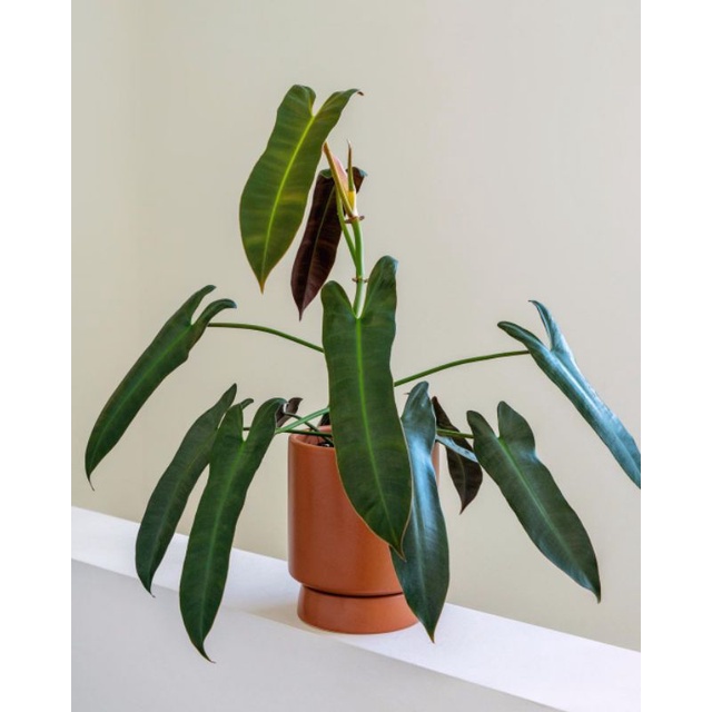 tanaman hias - tanaman philodendron atabapoense - philodendron ataba - philo atabapoense