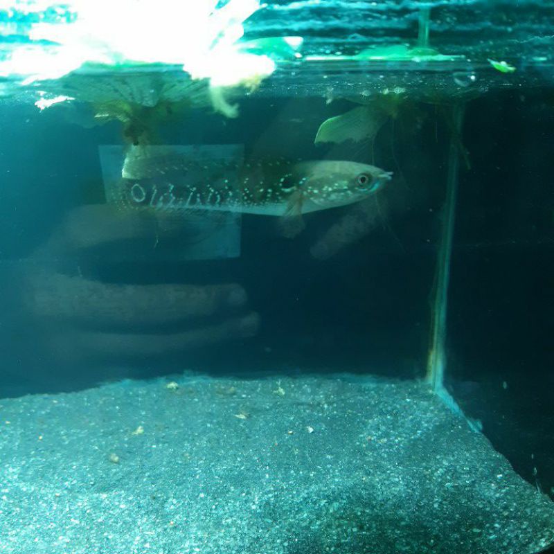 asiatica ws pure 10 11CM