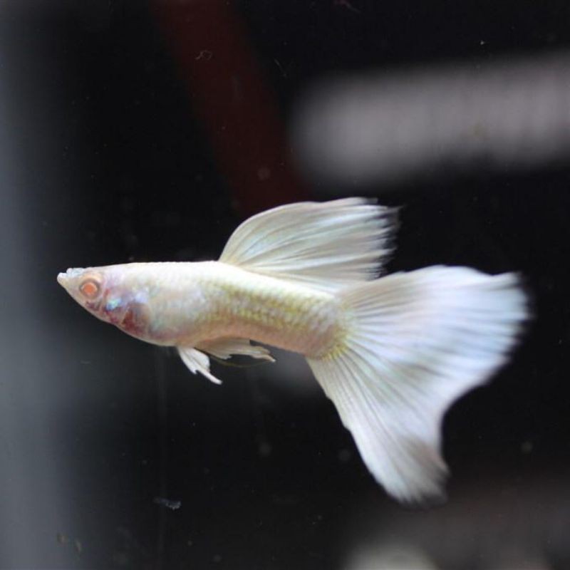 guppy albino full platinum perekor