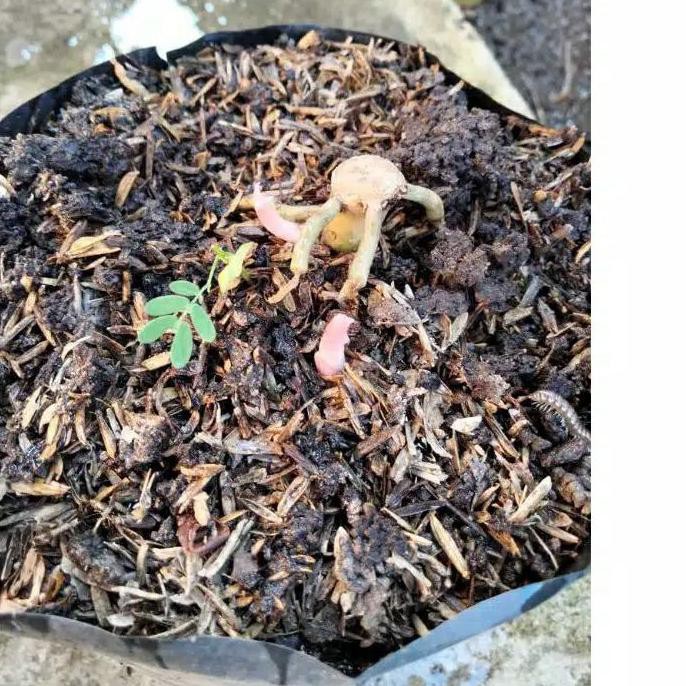 6.6 FLASH SHOP real bongol Aglonema Golden hope asli //,.,.//