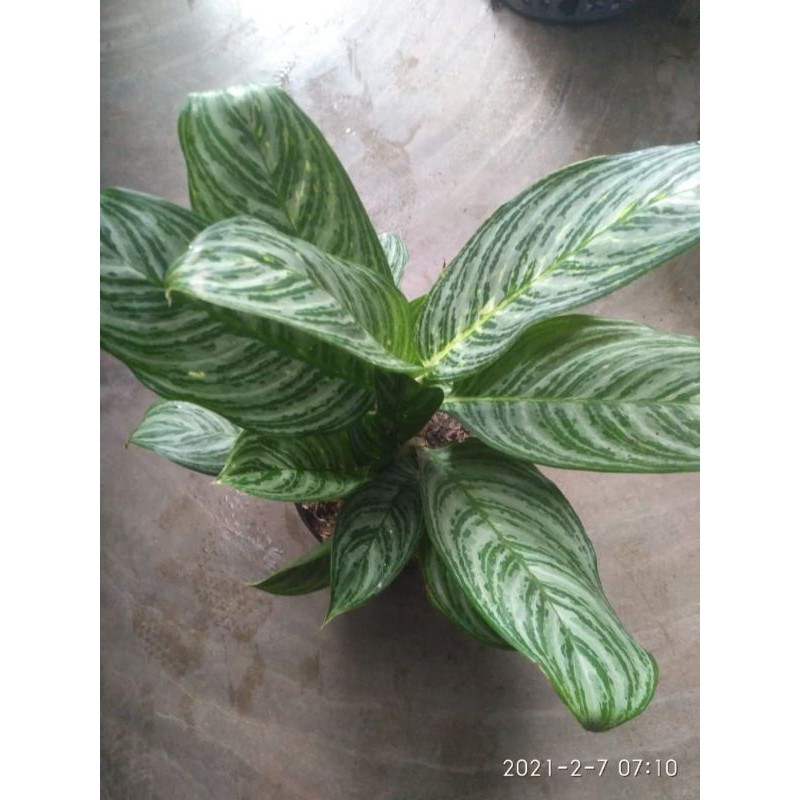 tanaman hias aglonema hijau garis putih/aglonema sri rezeki