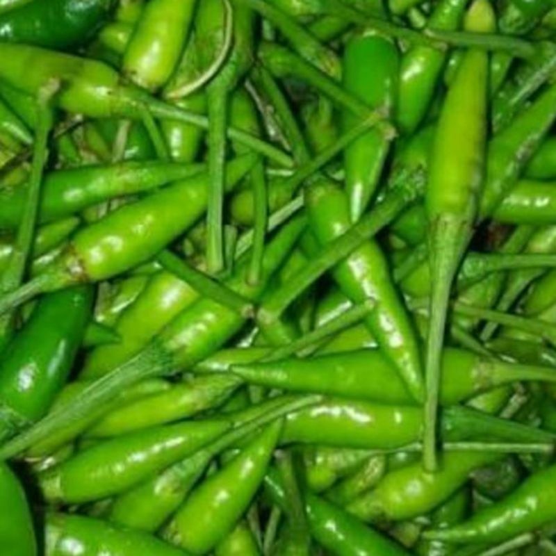 

Cabe Rawit Hijau