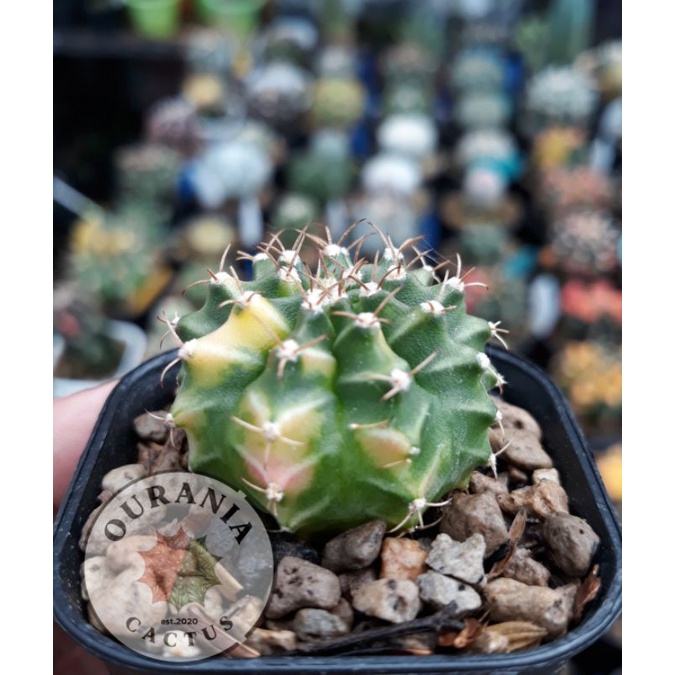 Gymnocalycium taiwan clone variegata