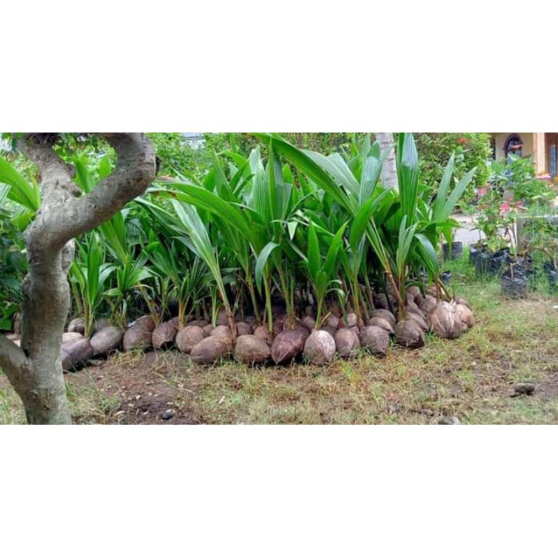 bibit kelapa hijau