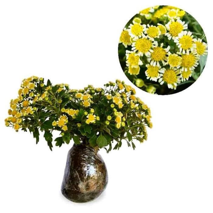 

tanaman bunga white shynni blooming chrysanthemum