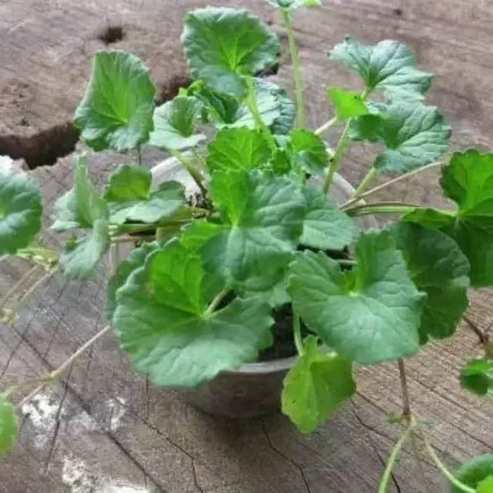 

daun pegagan