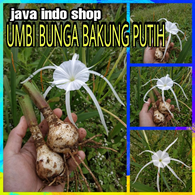 UMBI BUNGA BAKUNG PUTIH / BUNGA LILY / AMARILIS PUTIH