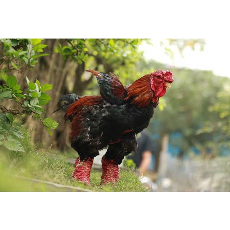 TELUR TETAS AYAM DONG TAO UNTUK DI TETASKAN