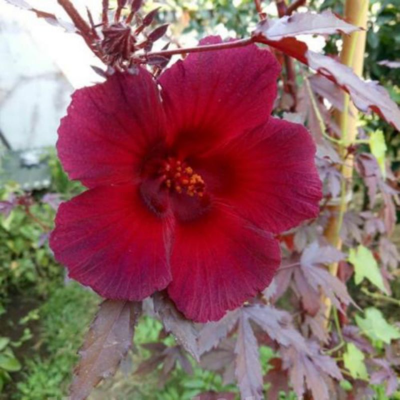 Bibit Hibiscus acetosella / Red panama / Rosela merah