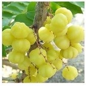 

cerme 500 grm fresh harga bisa naik turun tergantung musim nya