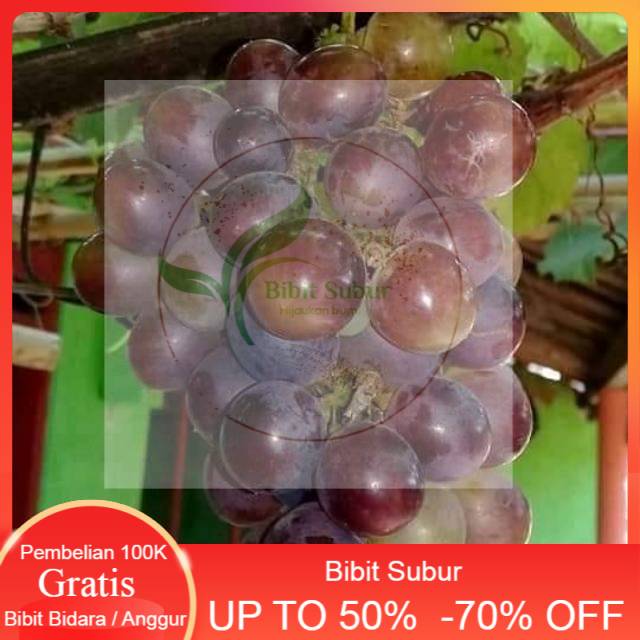Bibit anggur import caroline manis cepat berbuah