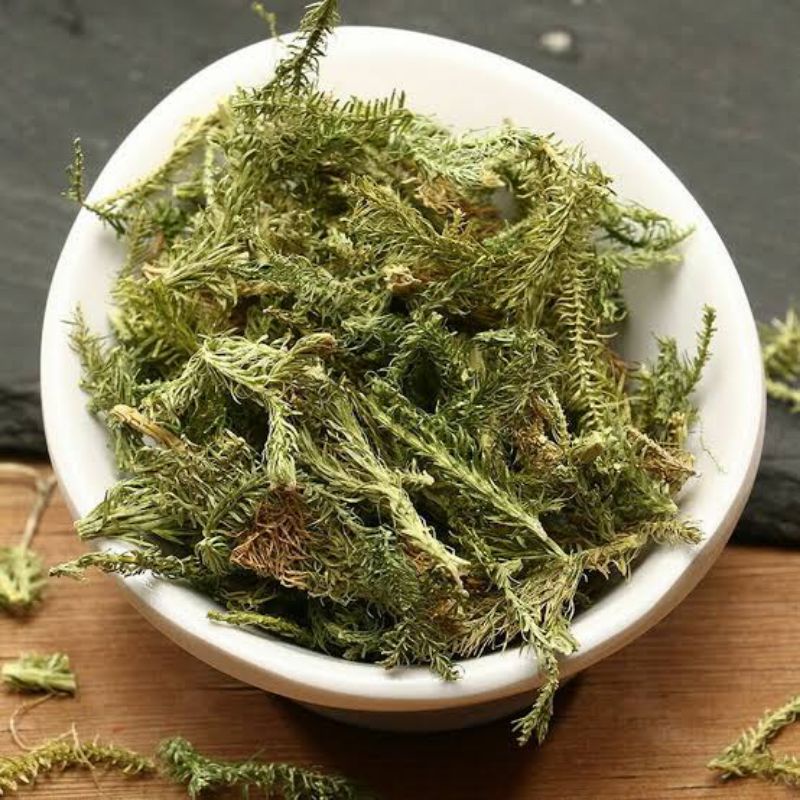 

10 G 50 GR 100 GRAM 伸筋草 SHEN JIN CAO JAPANESE CLUBMOSS HERB HERBA LYCOPODII