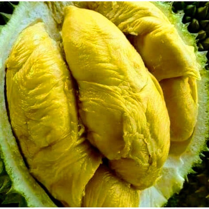 Bibit Durian Bawor Super