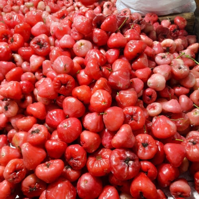 

Jambu Air Rujak 500 gram