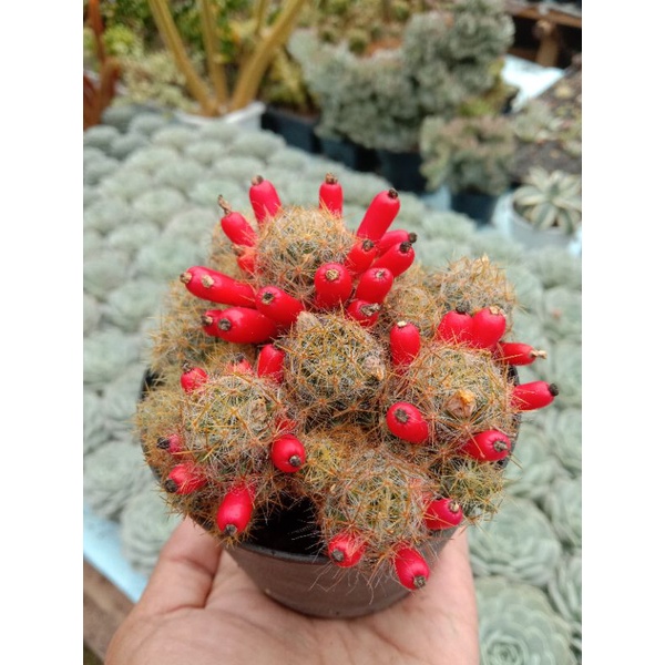 Kaktus mamillaria cabe cluster