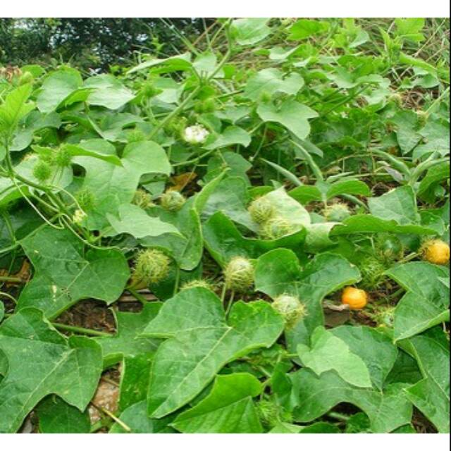 

Daun Rambusa atau cermot si markisa hutan 500gram