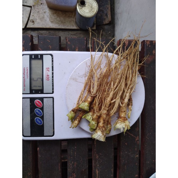 

Akar ketumbar 50 gram