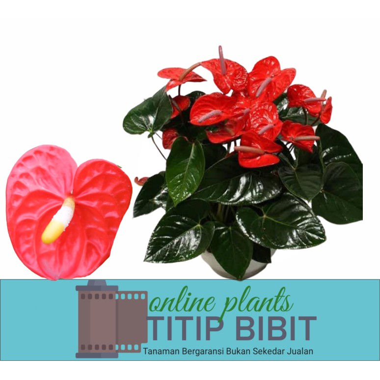 anthurium bangkok merah bibit tanaman hias bunga