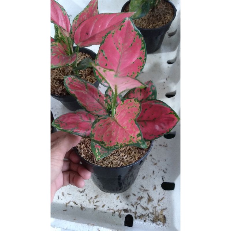 aglaonema red anjamani
