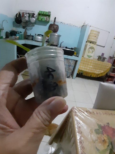 Bibit Seedling Dendrobium Hybrida