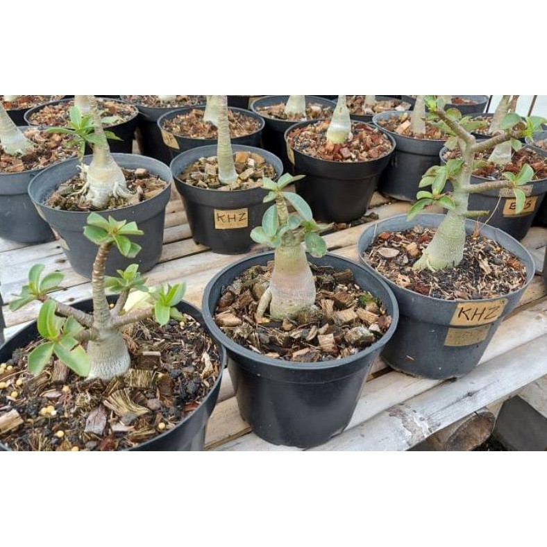 Tanaman hias adenium THAISOCO KAO HIN ZON (KHZ) SIZE A