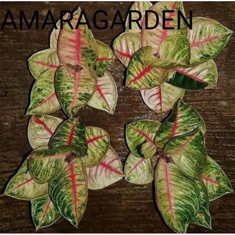 Bibit anakan aglonema moonlight