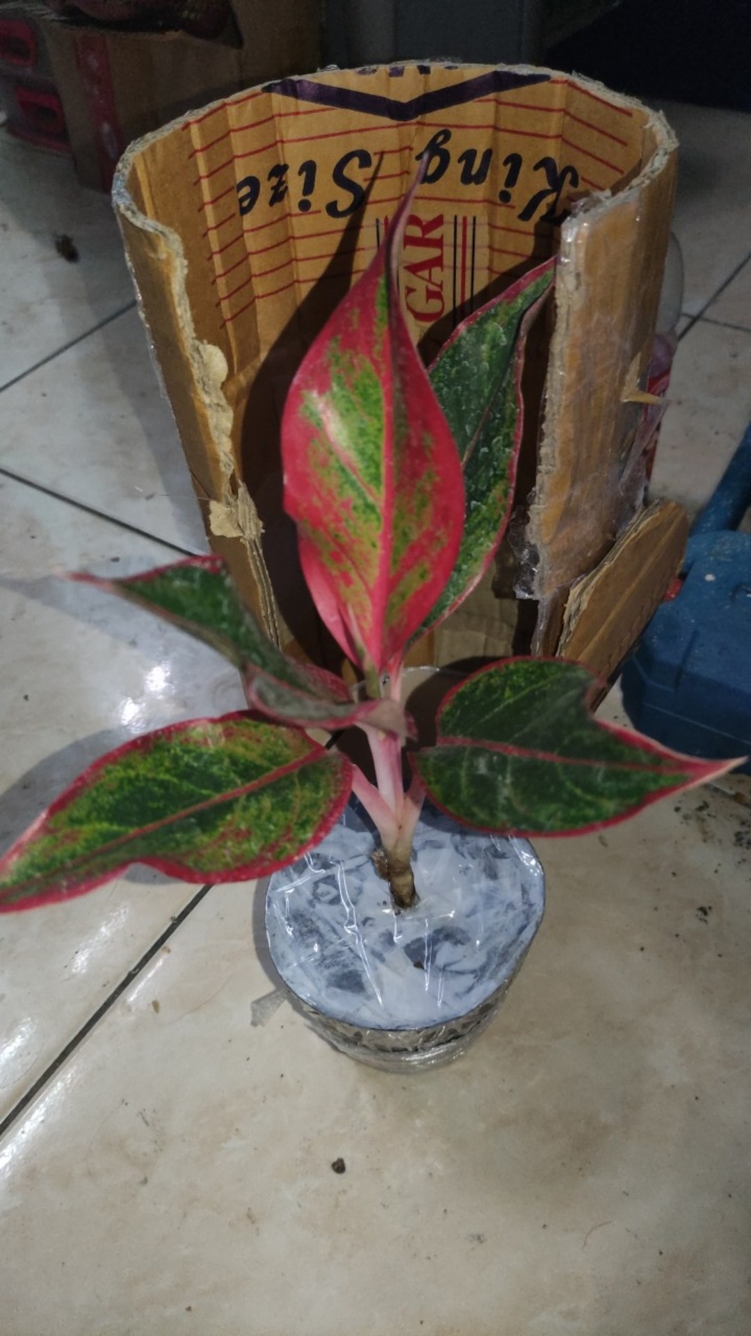 Tanaman Hias Aglonema Red Aurora / Aurora Merah / Siam Aurora