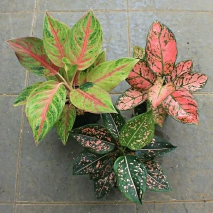 ready Paket 3 anakan tanaman hias aglonema pink dalmantion+bigpapa+lady valentine