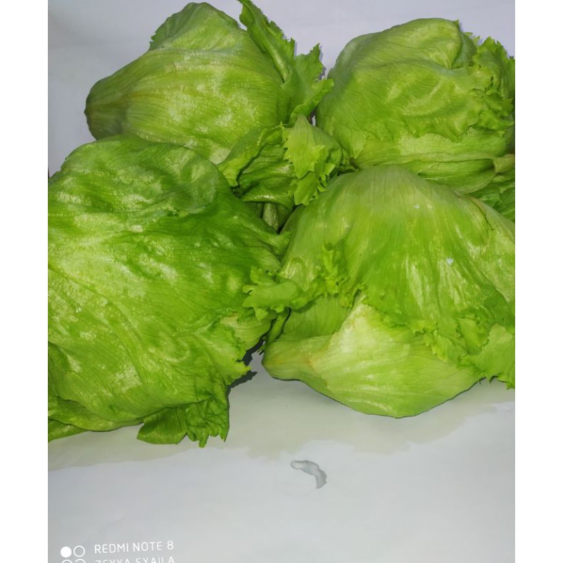 

letuce