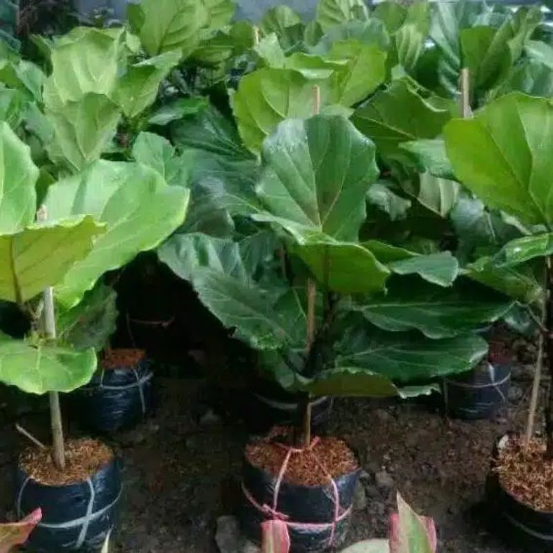 pohon Ketapang biola cantik,pohon ketapang