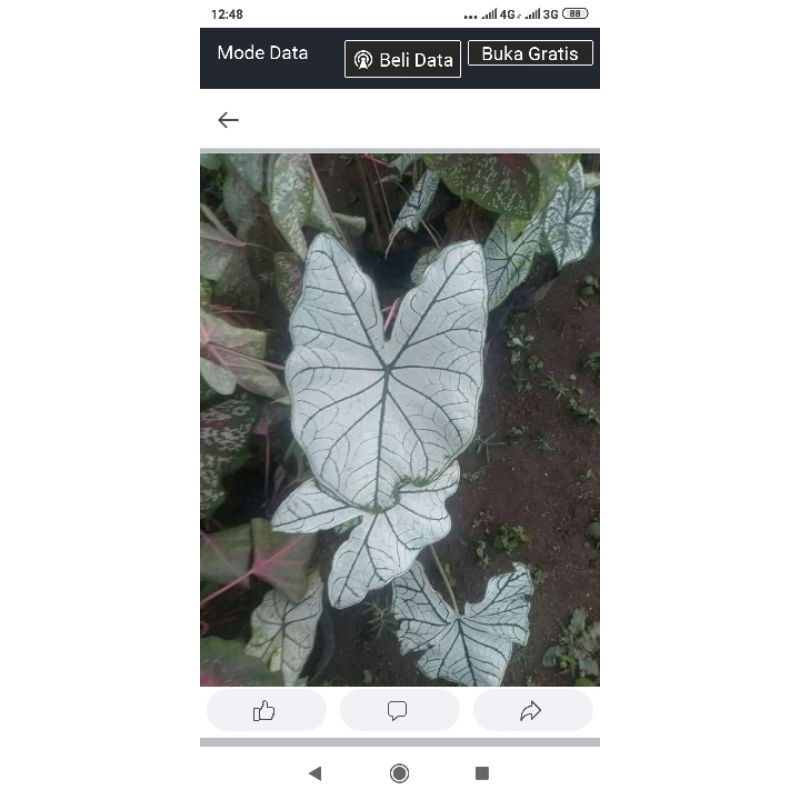 Keladi Putih Dan Merah