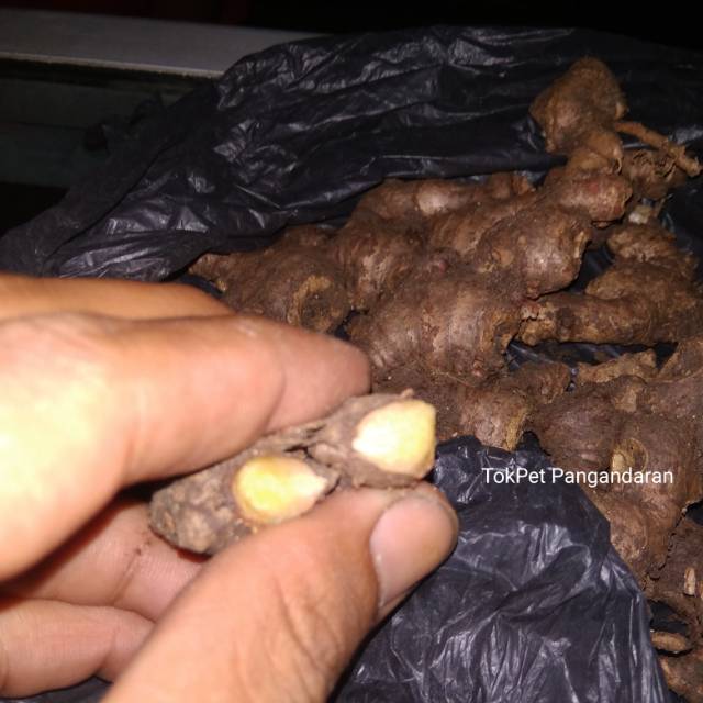 

Jahe Merah 100 gram obat herbal tradisional