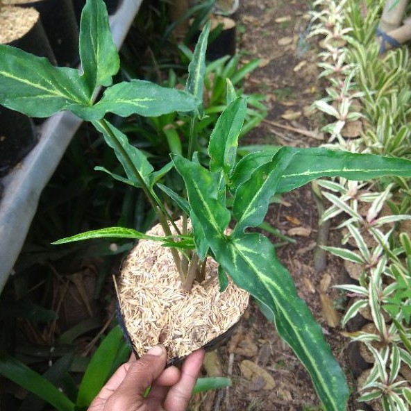 tanaman hias syngonium angustatum