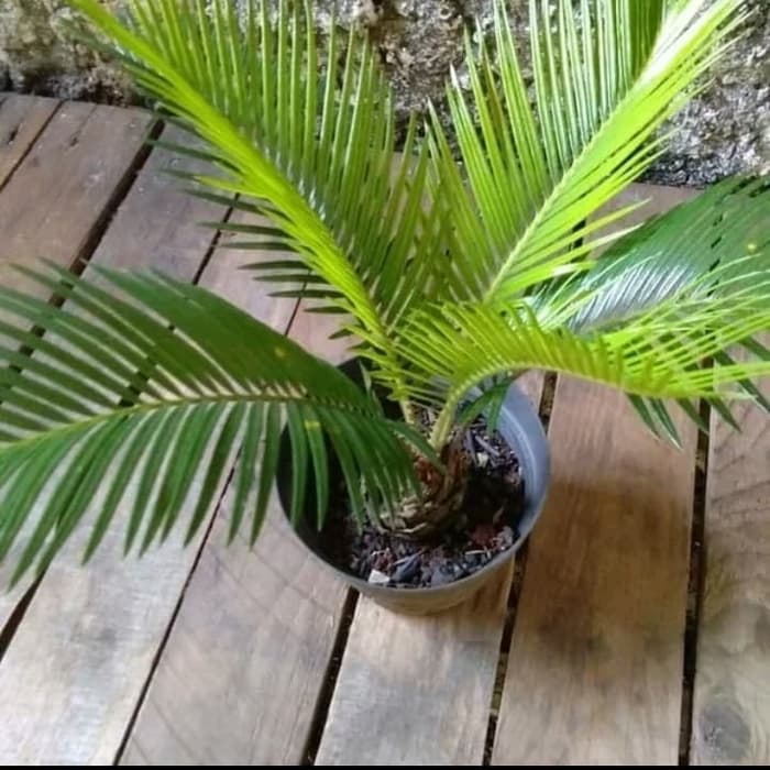 PROMO Tanaman hias palm sikas - tanaman hias palm sikas - palm sikas
