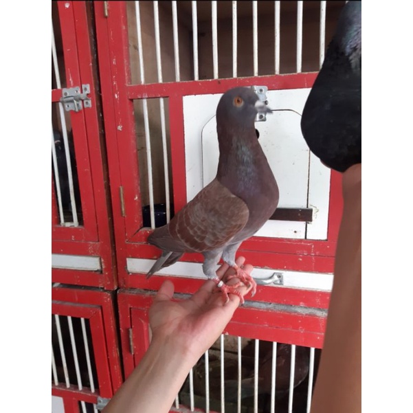 Merpati Tinggi super joss