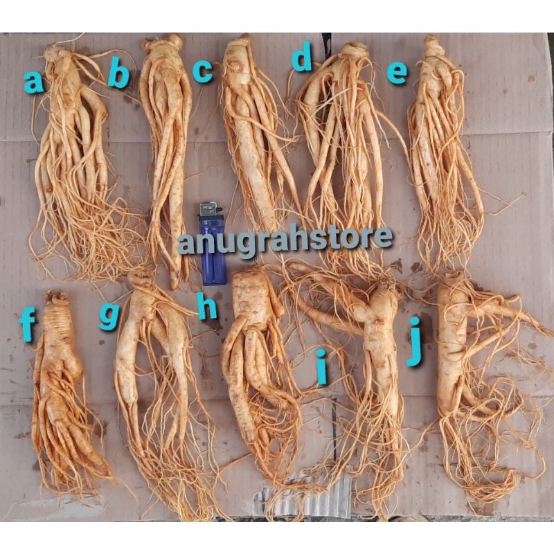 

GINSENG ASLI KOREA UKURAN SEDANG