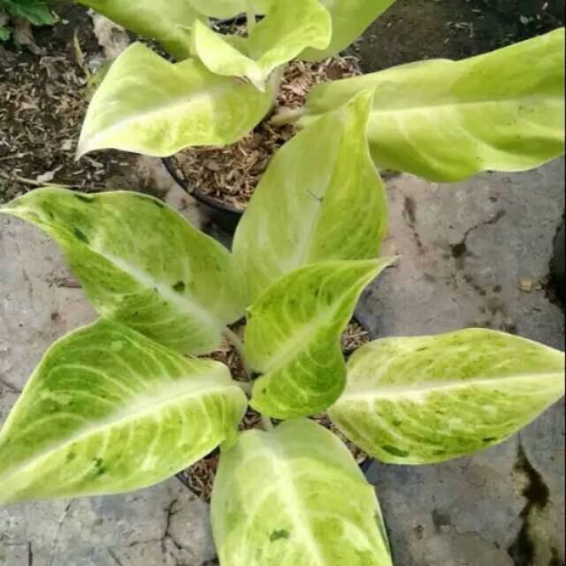 aglonema sundrop