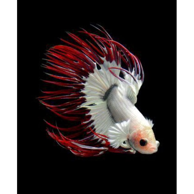 CT CROWNTAIL MALE SIZ s++/m